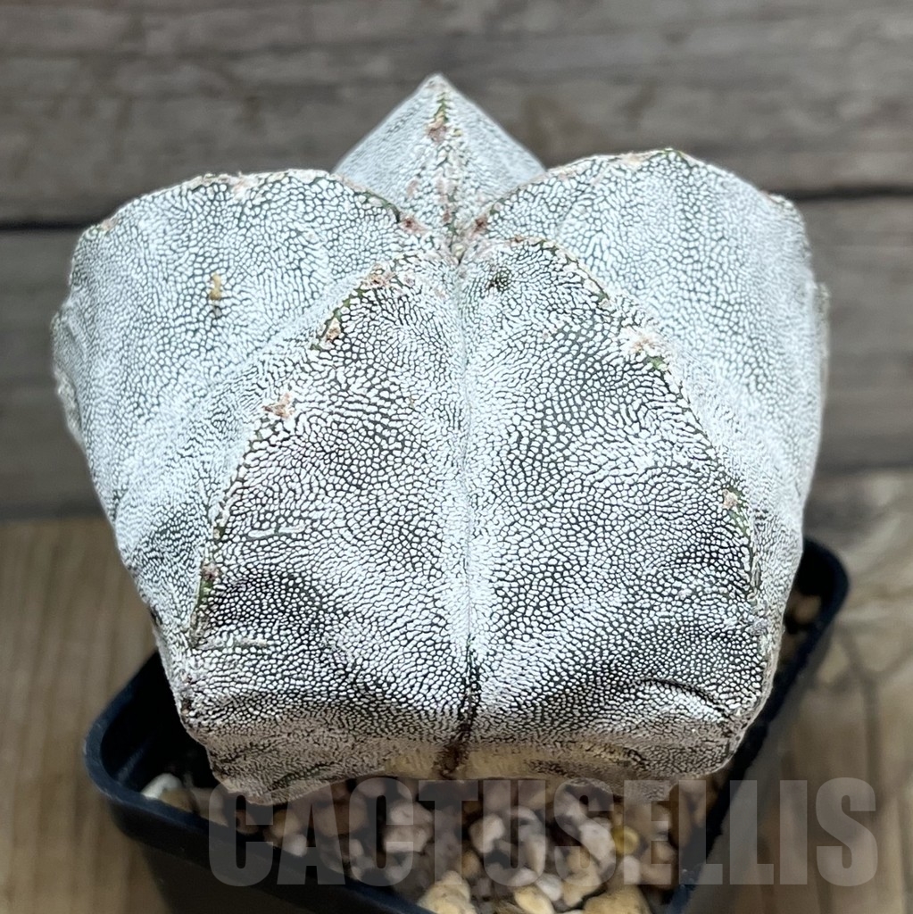 SHPR24071 Astrophytum myriostigma 'Onzuka'
