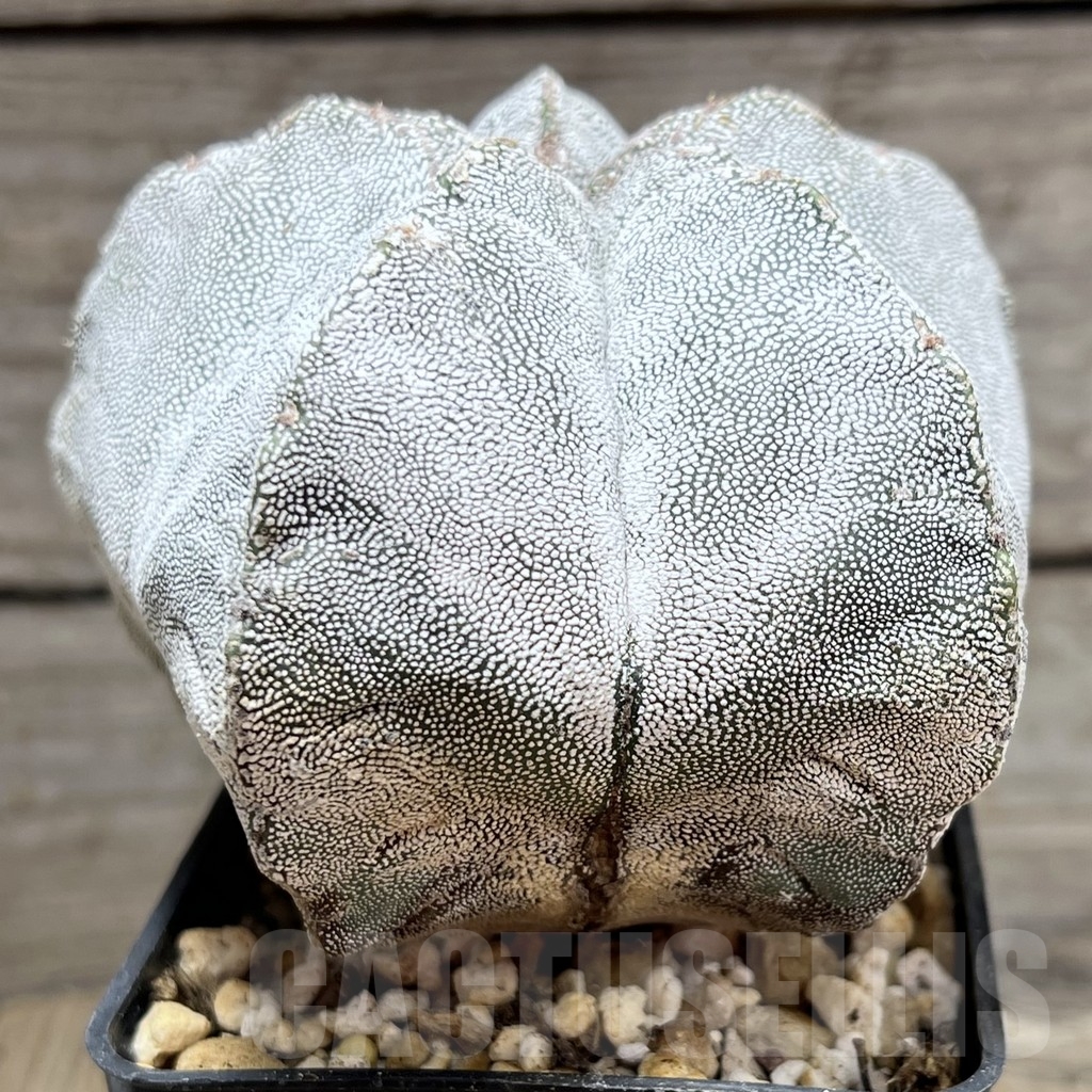 SHPR24071 Astrophytum myriostigma 'Onzuka' - Image 2