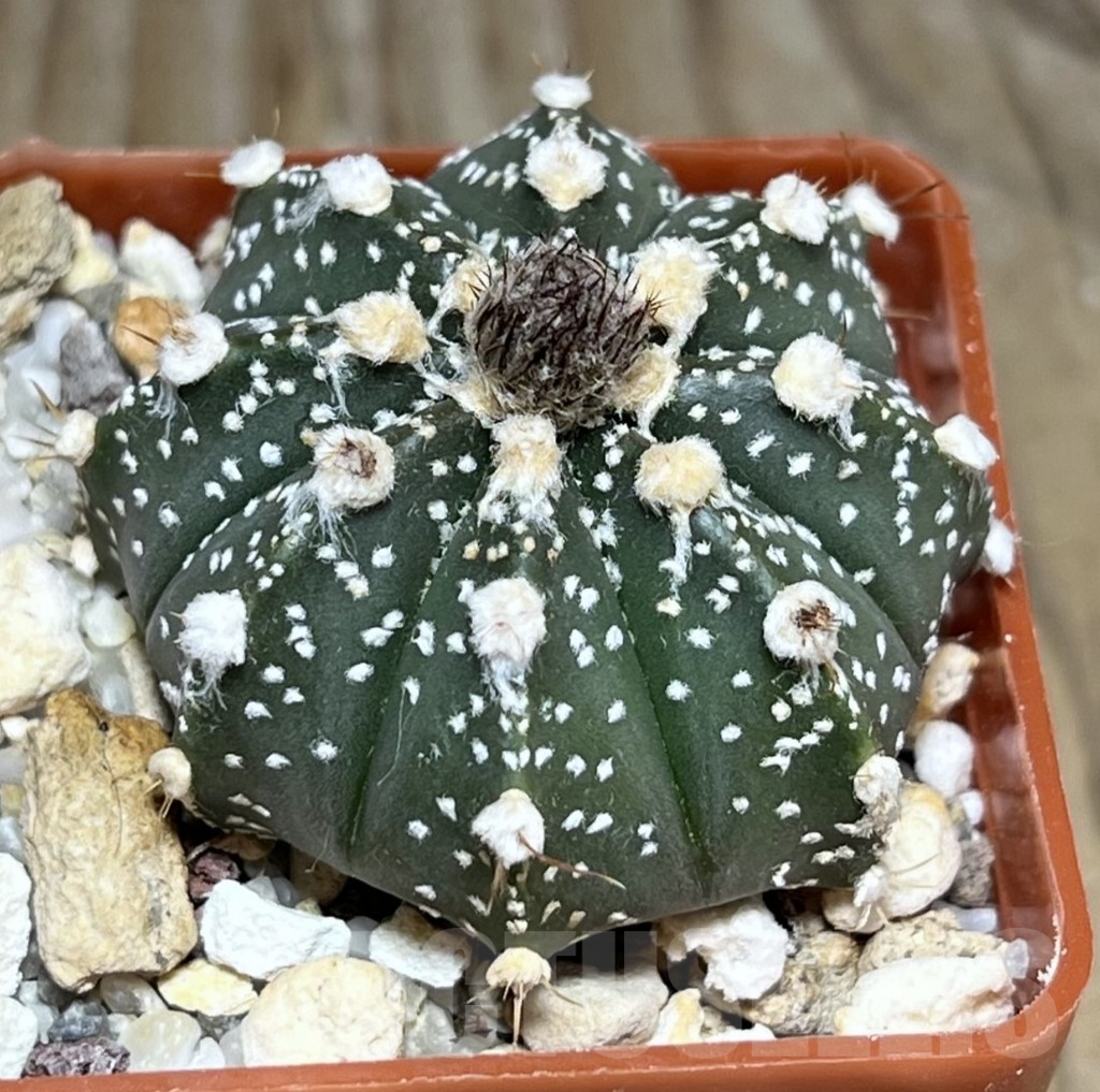 SHPR24074 Astrophytum asterias hybrid
