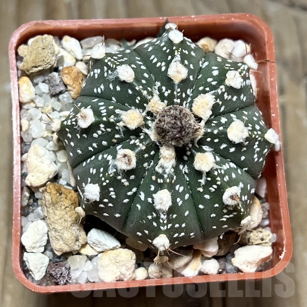 SHPR24074 Astrophytum asterias hybrid - Image 2