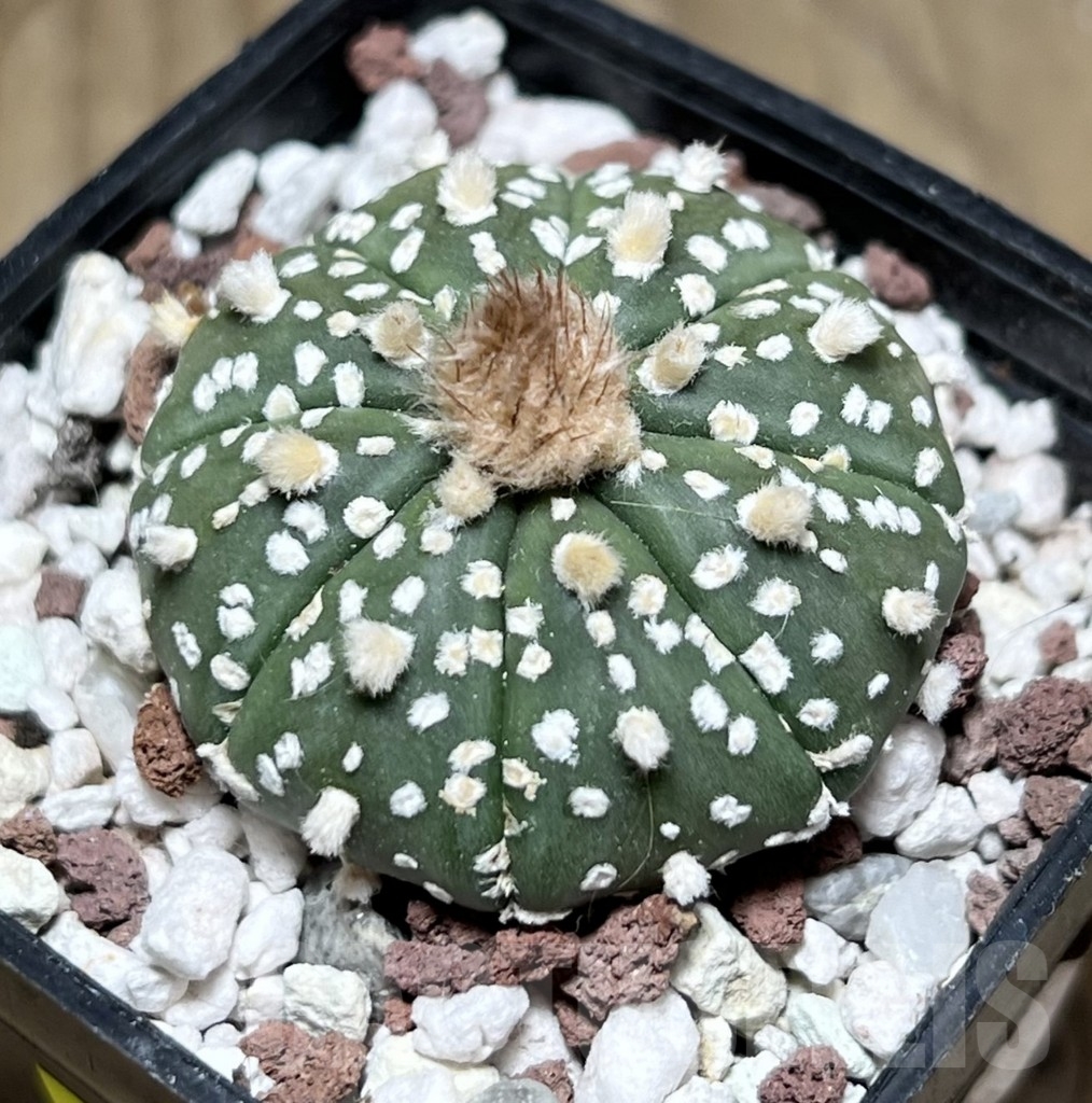 SHPR24075 Astrophytum asterias hybrid