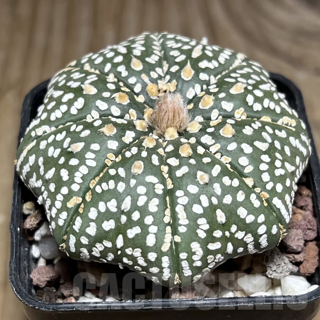 SHPR24076 Astrophytum asterias ‘Star shape’