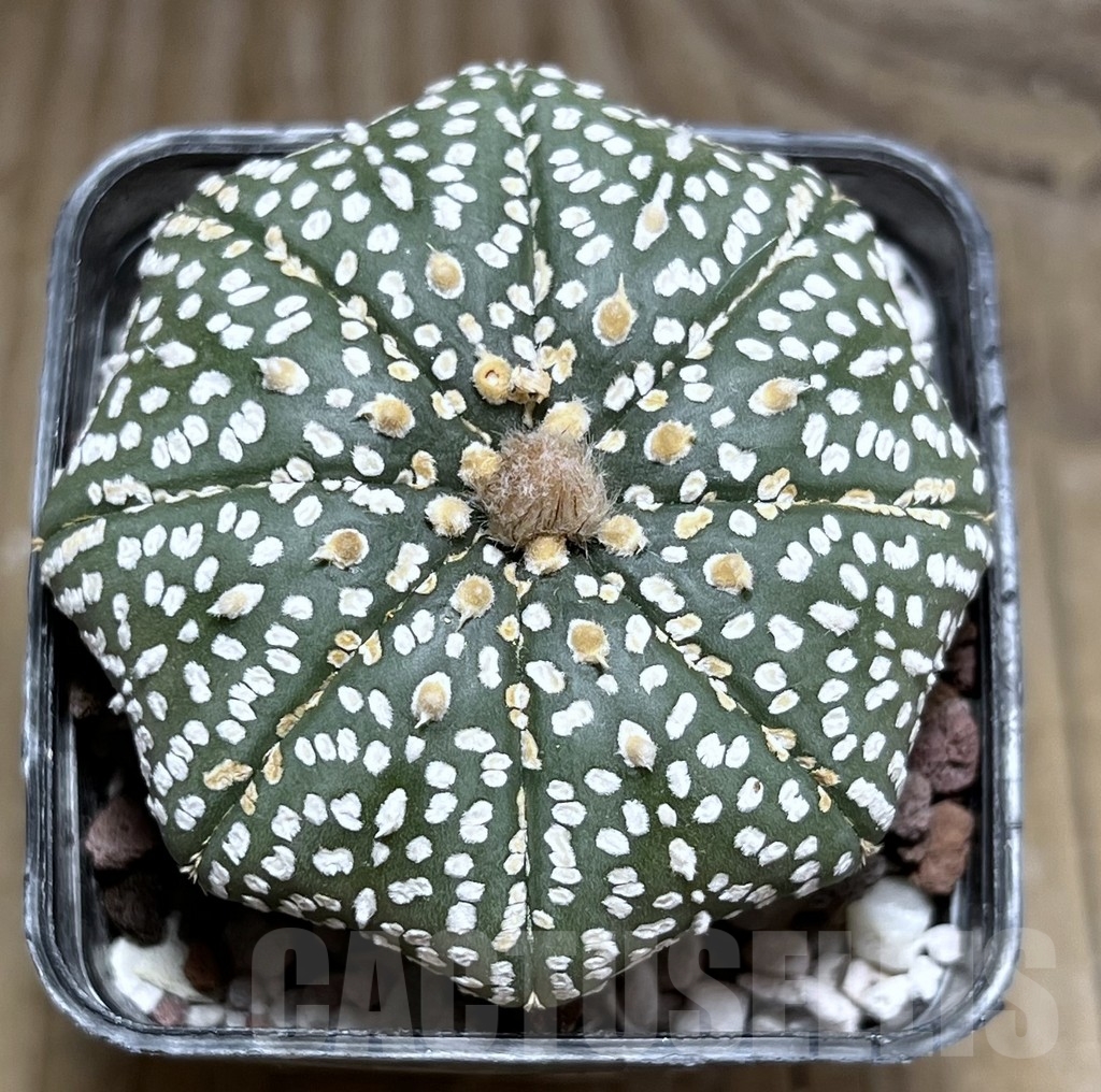 SHPR24076 Astrophytum asterias ‘Star shape’ – Bild 2