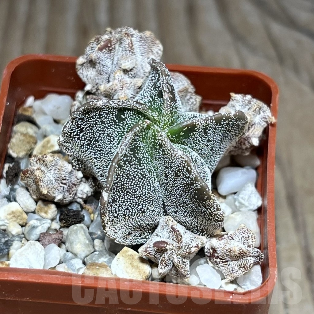 SHPR24093 Astrophytum myriostigma 'Onzuka' hybrid