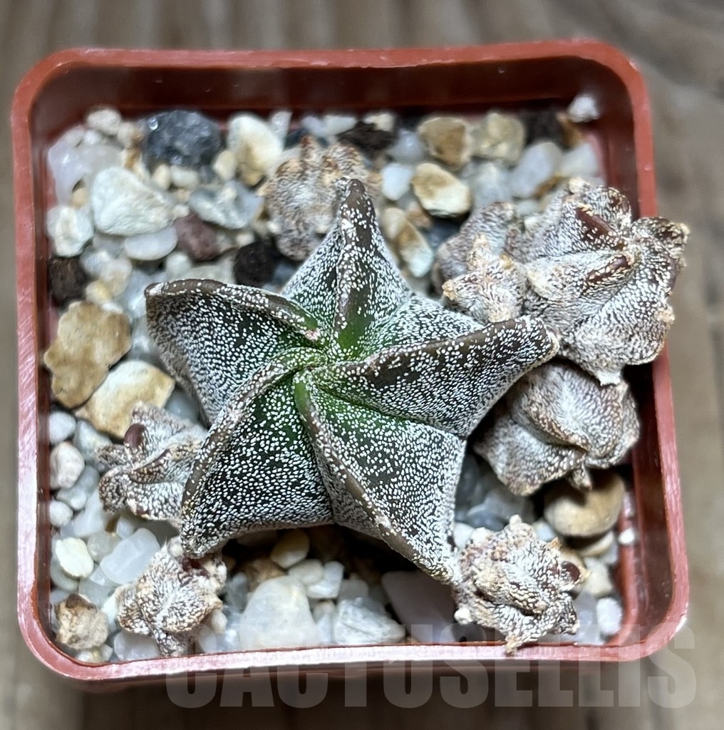 SHPR24093 Astrophytum myriostigma 'Onzuka' hybrid - immagine 2