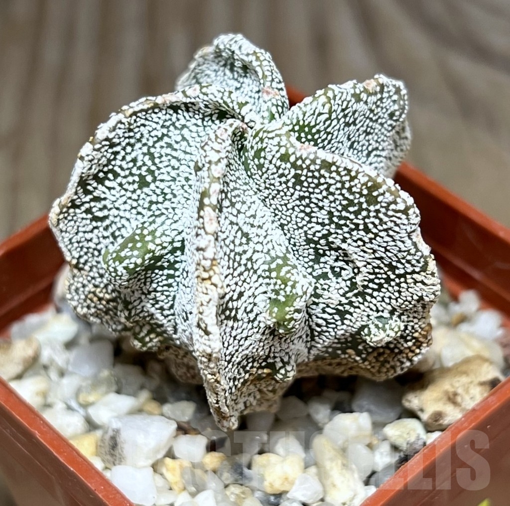 SHPR24095 Astrophytum myriostigma 'Onzuka Fukuryu'