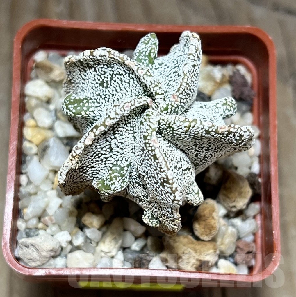 SHPR24095 Astrophytum myriostigma 'Onzuka Fukuryu' - Image 2
