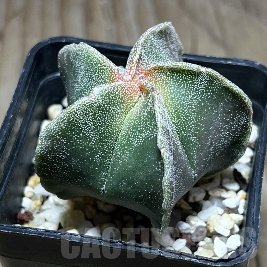 SHPR24099 Astrophytum myriostigma f. variegata