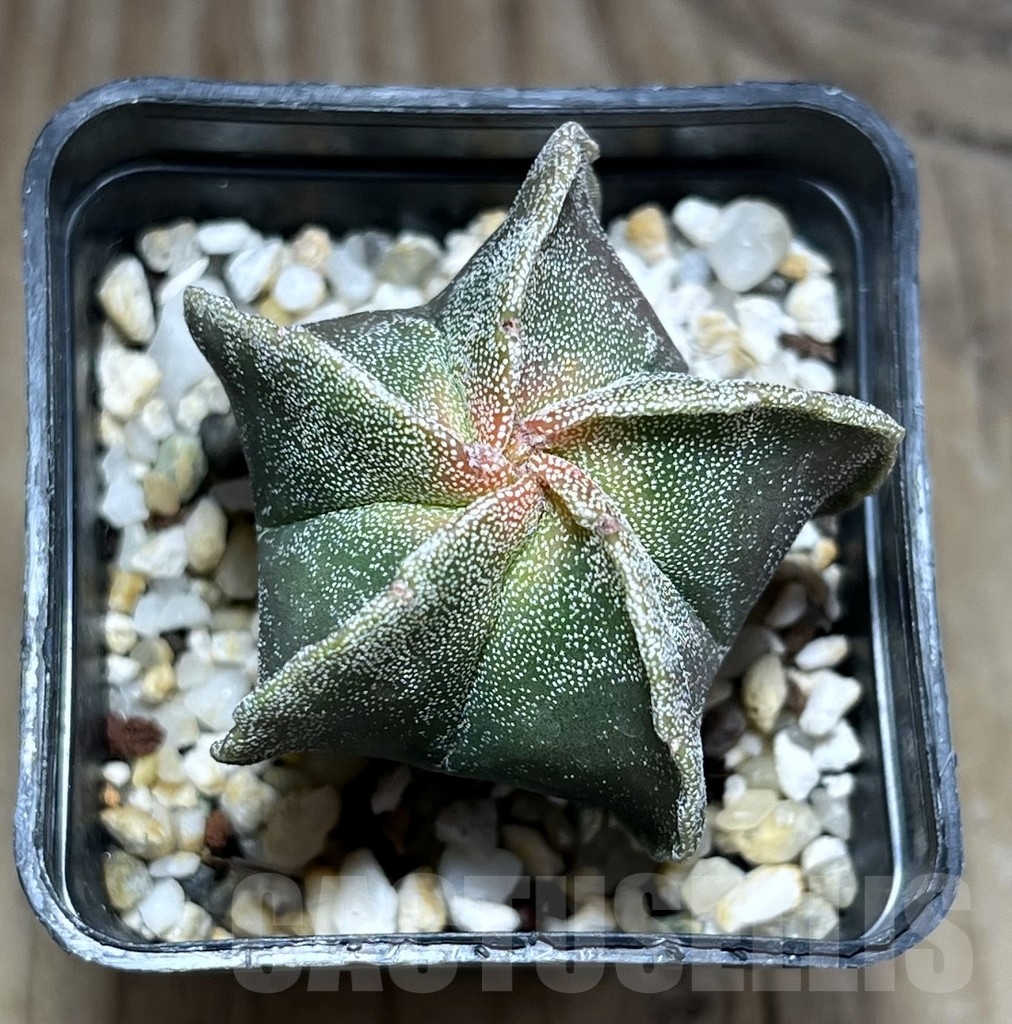 SHPR24099 Astrophytum myriostigma f. variegata - Зображення 2