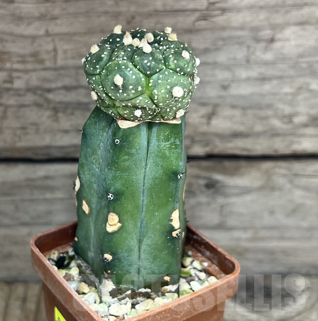 SHPR24101 Astrophytum asterias 'Kikko', grafted - Зображення 2