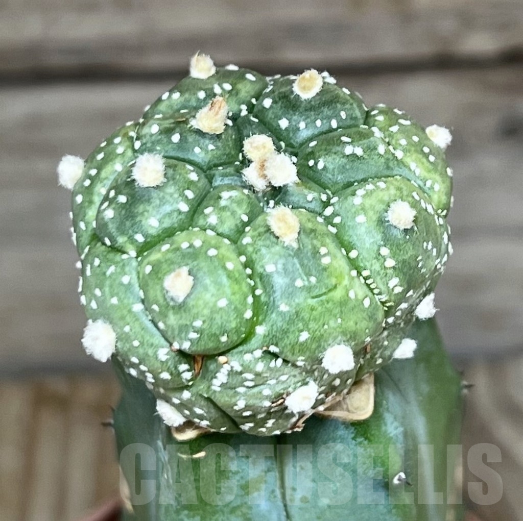 SHPR24101 Astrophytum asterias 'Kikko', grafted