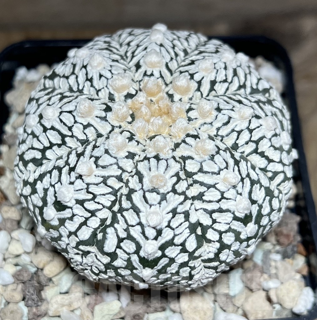 SHPR24102 Astrophytum asterias 'Super Kabuto' V-Type - immagine 2