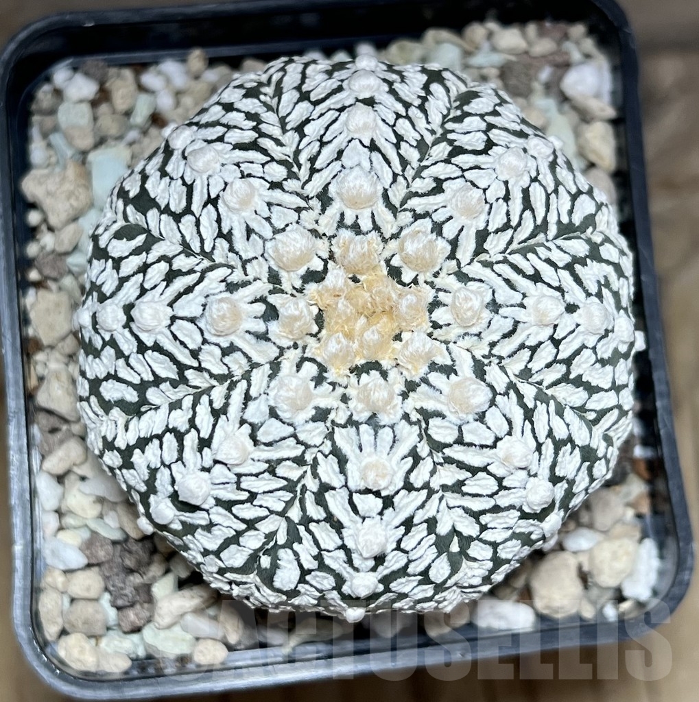 SHPR24102 Astrophytum asterias 'Super Kabuto' V-Type