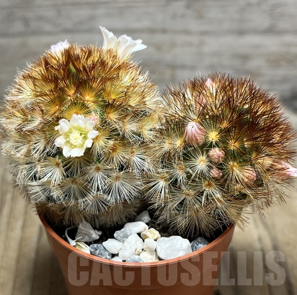 SHPR24105 Mammillaria carmenae f. rubrispina