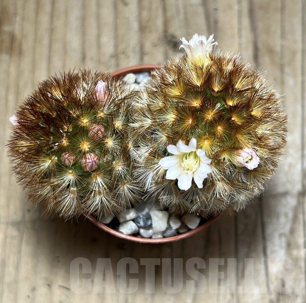 SHPR24105 Mammillaria carmenae f. rubrispina - immagine 2