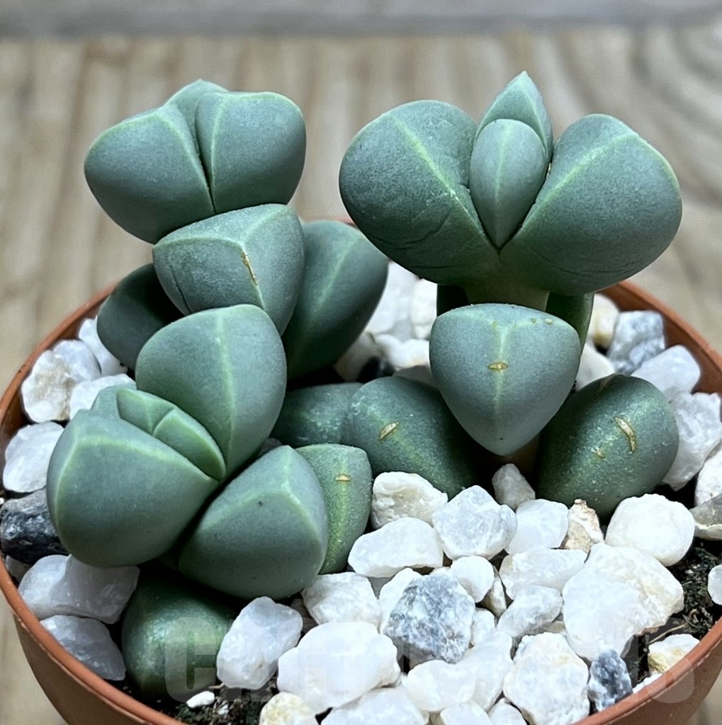 SL24106 Delosperma lehmannii