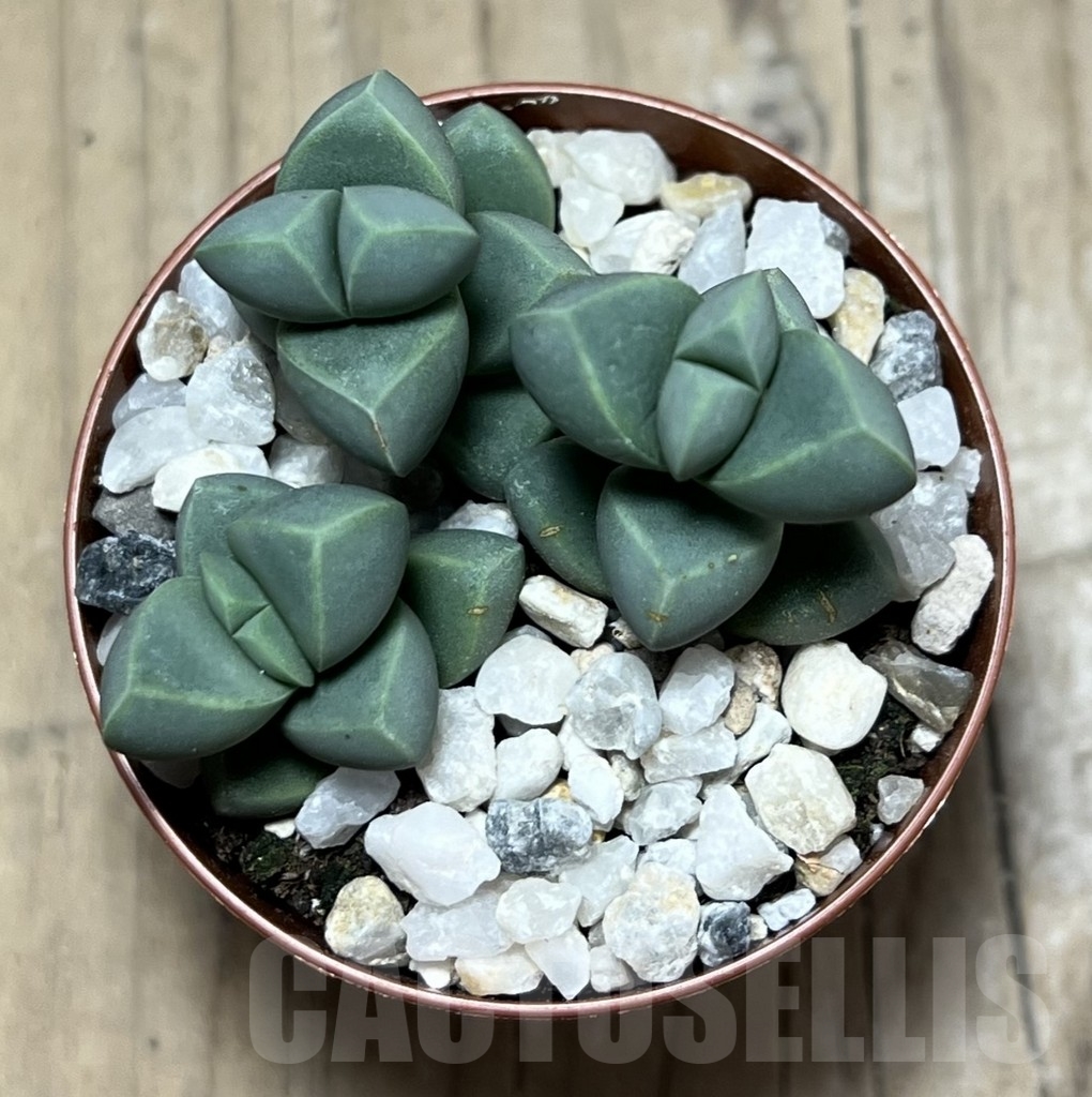 SL24106 Delosperma lehmannii - 画像 (2)