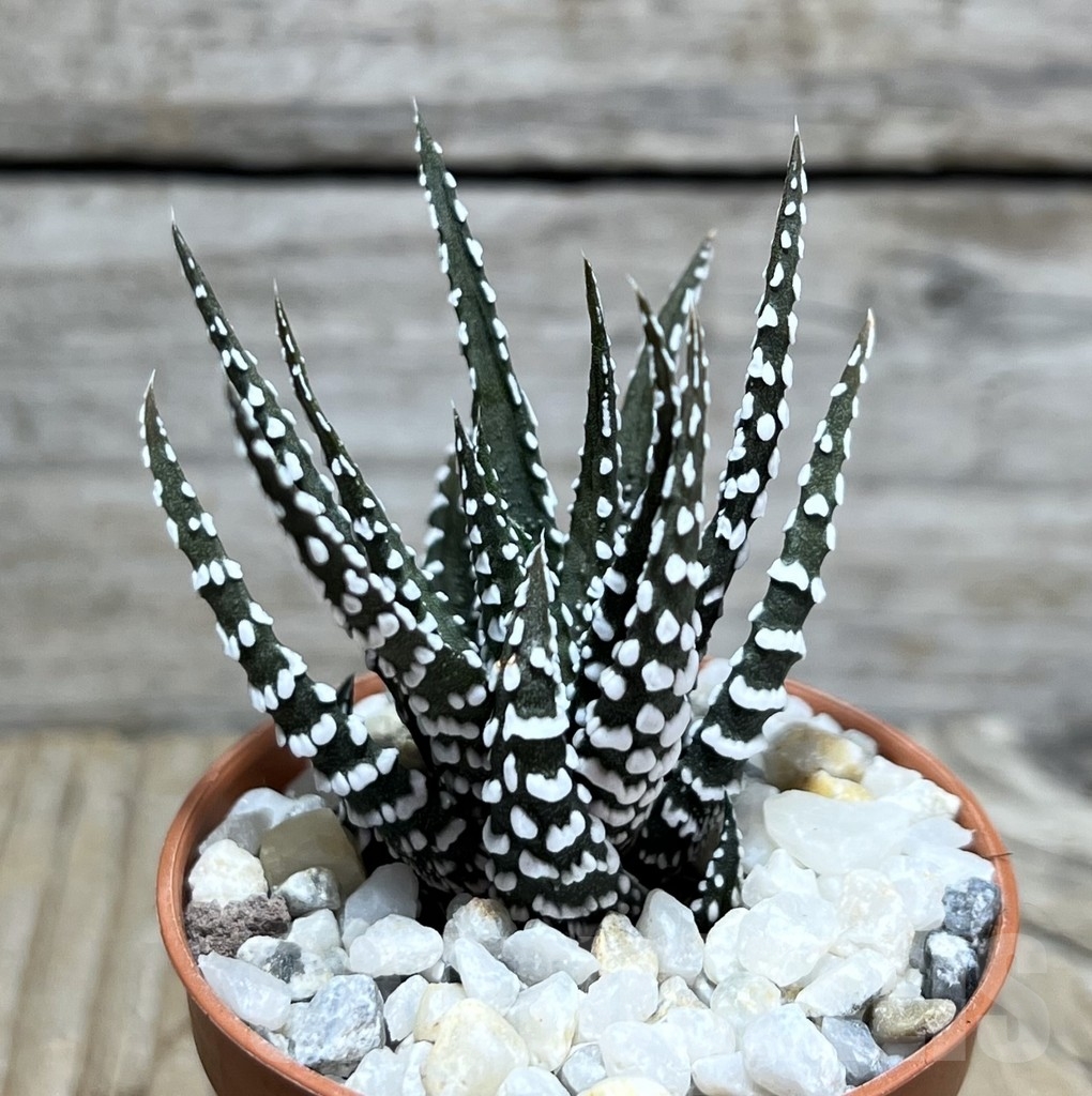 SHPR24107 Haworthia fasciala Alba