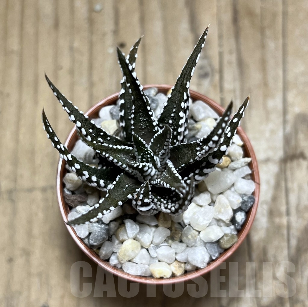 SHPR24107 Haworthia fasciala Alba - immagine 2