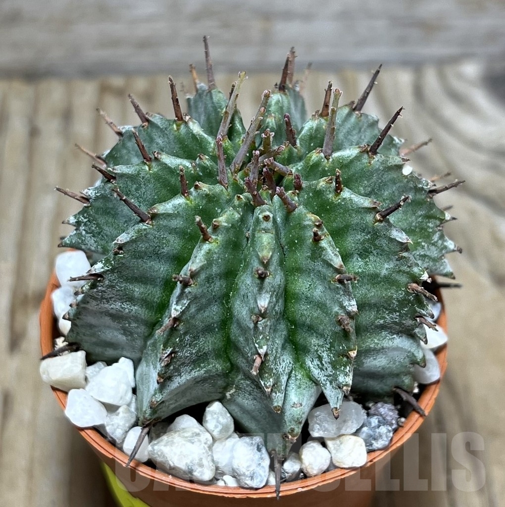 SL24109 Euphorbia horrida 'Alba'