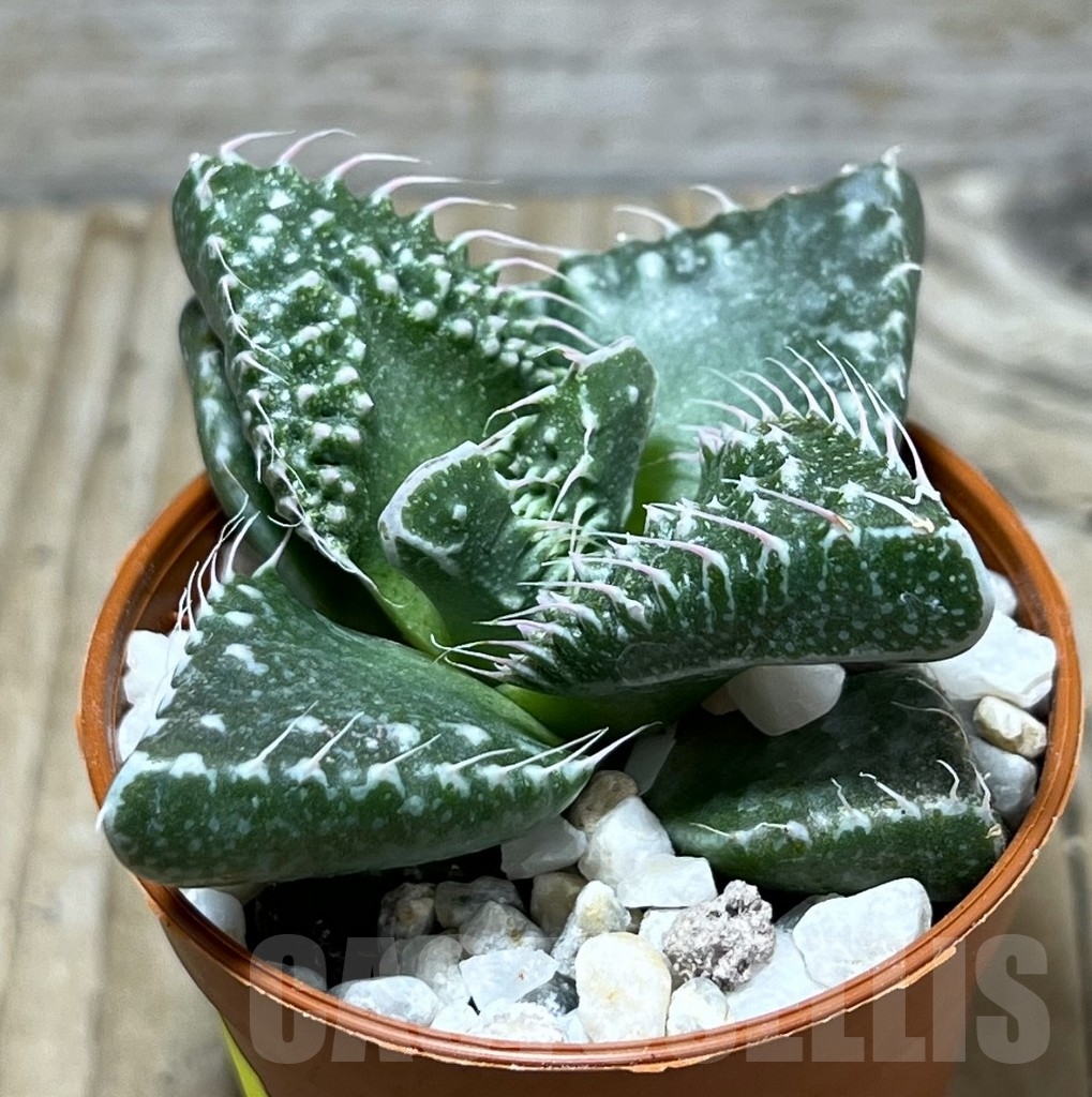 SL24110 Faucaria tuberculosa f. monstruosa