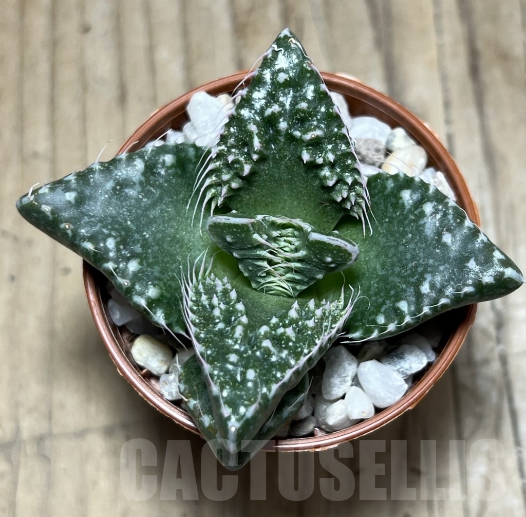 SL24110 Faucaria tuberculosa f. monstruosa – Image 2
