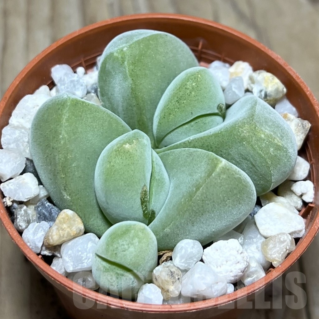 SHPR24111 Vanheerdea divergens