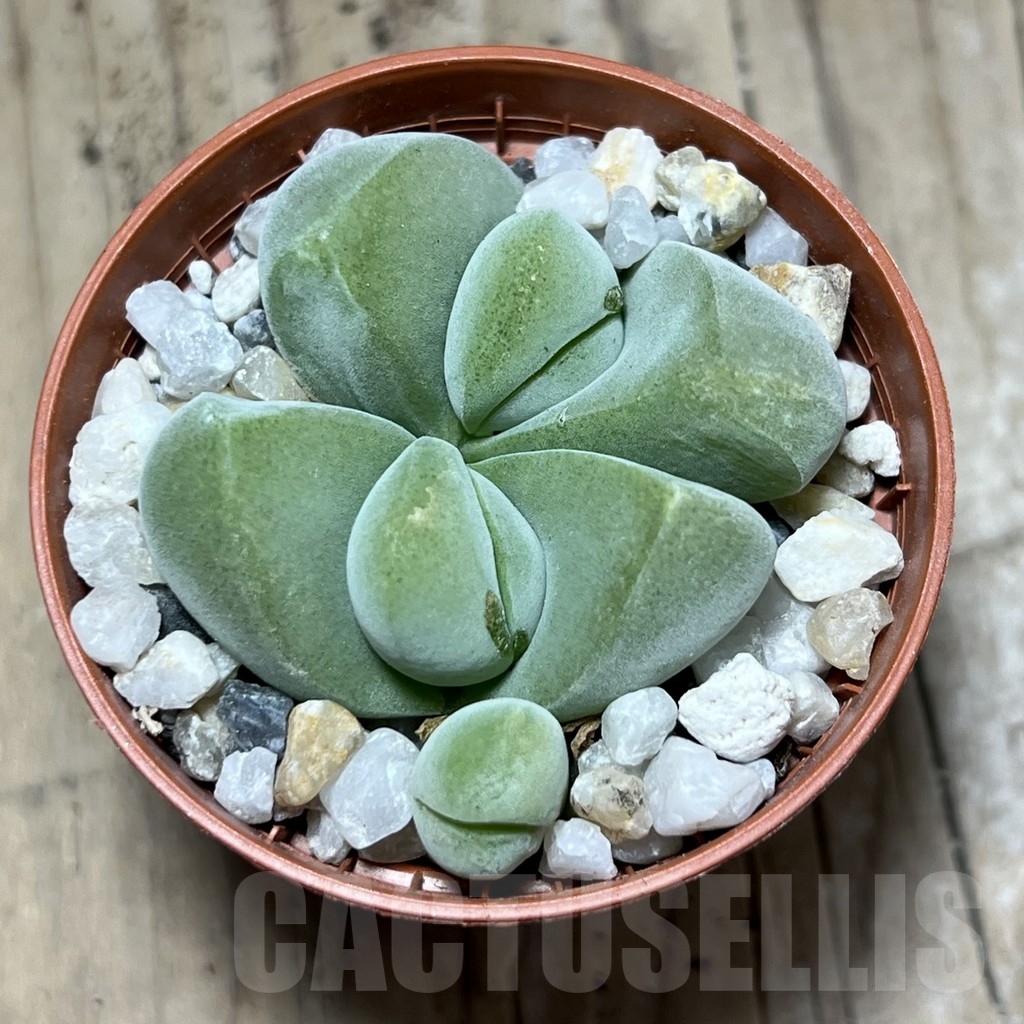 SHPR24111 Vanheerdea divergens - Image 2