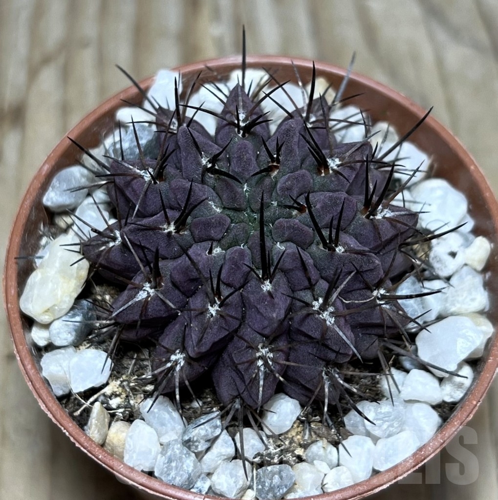 SHPR24112 Neoporteria paucicostata