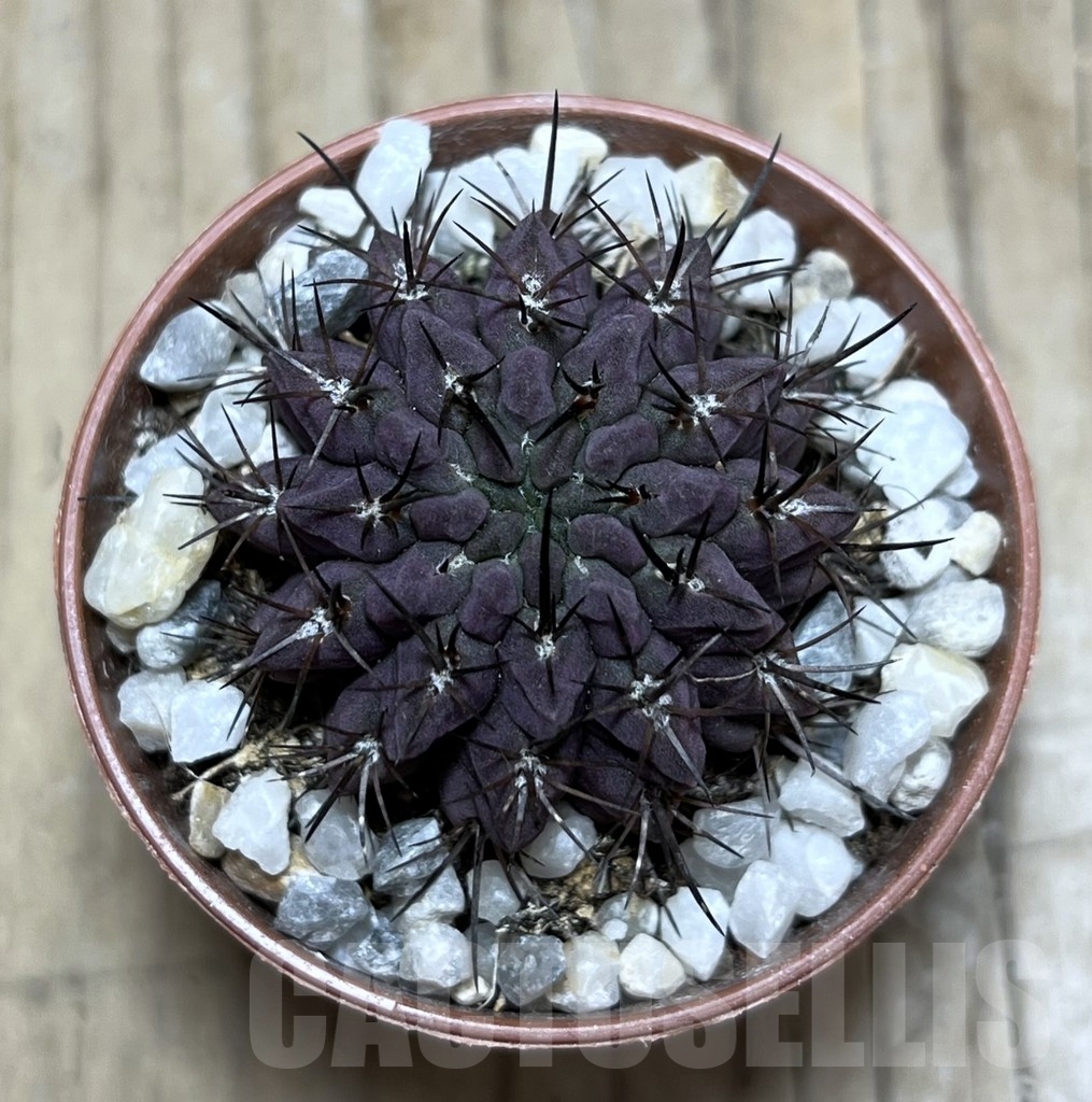 SHPR24112 Neoporteria paucicostata - Image 2