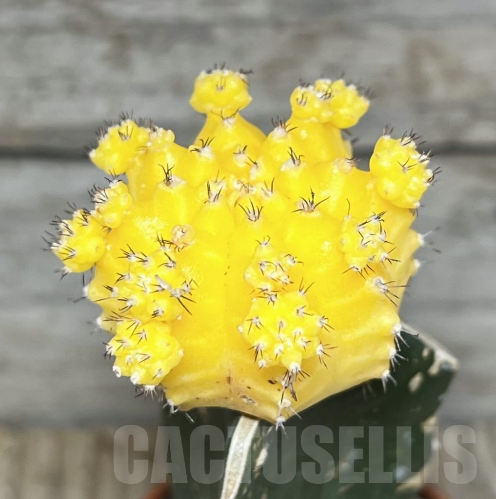 SL24113 Gymnocalycium mihanovichii yellow, grafted