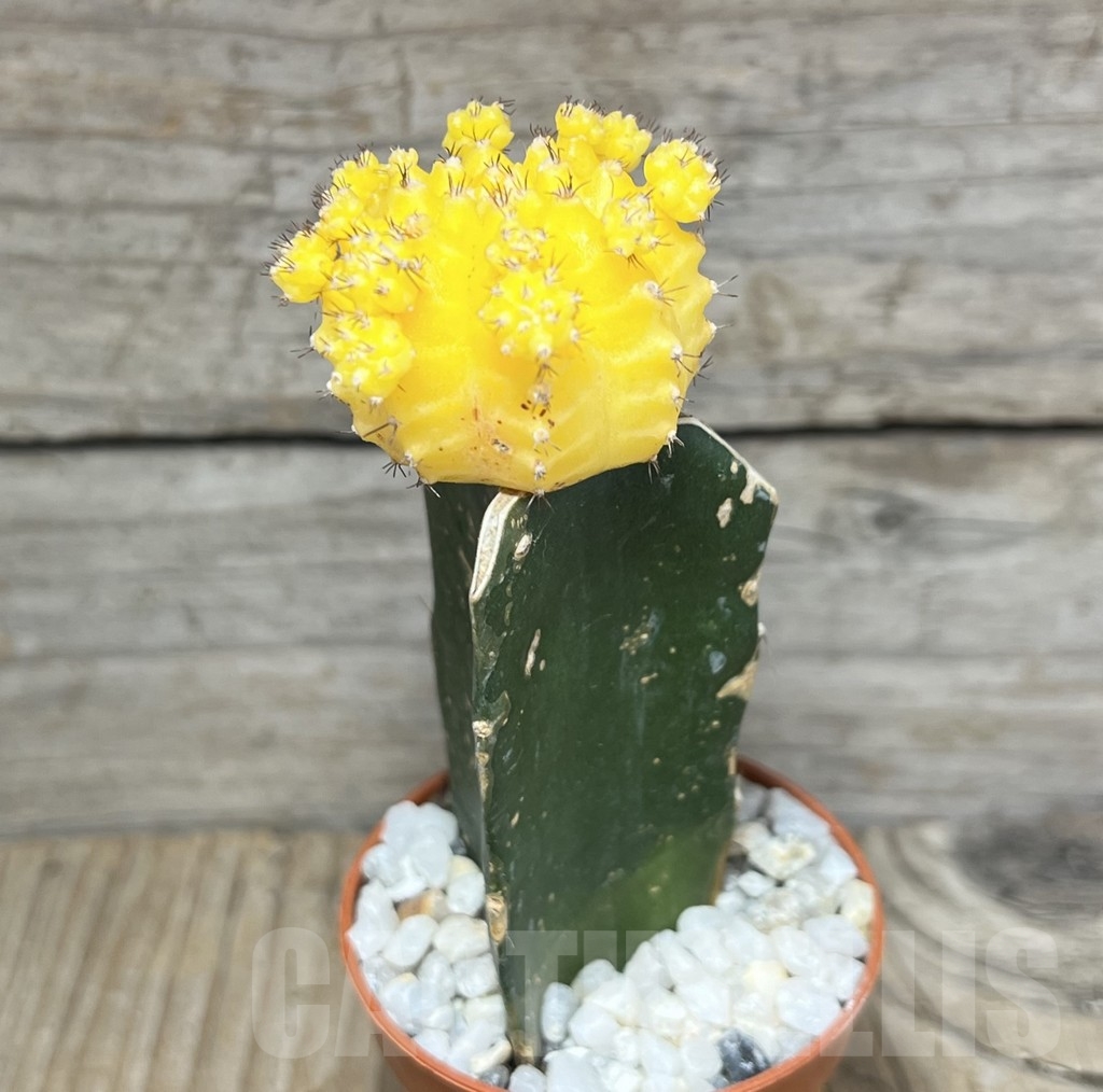 SL24113 Gymnocalycium mihanovichii yellow, grafted - Obrázek 2