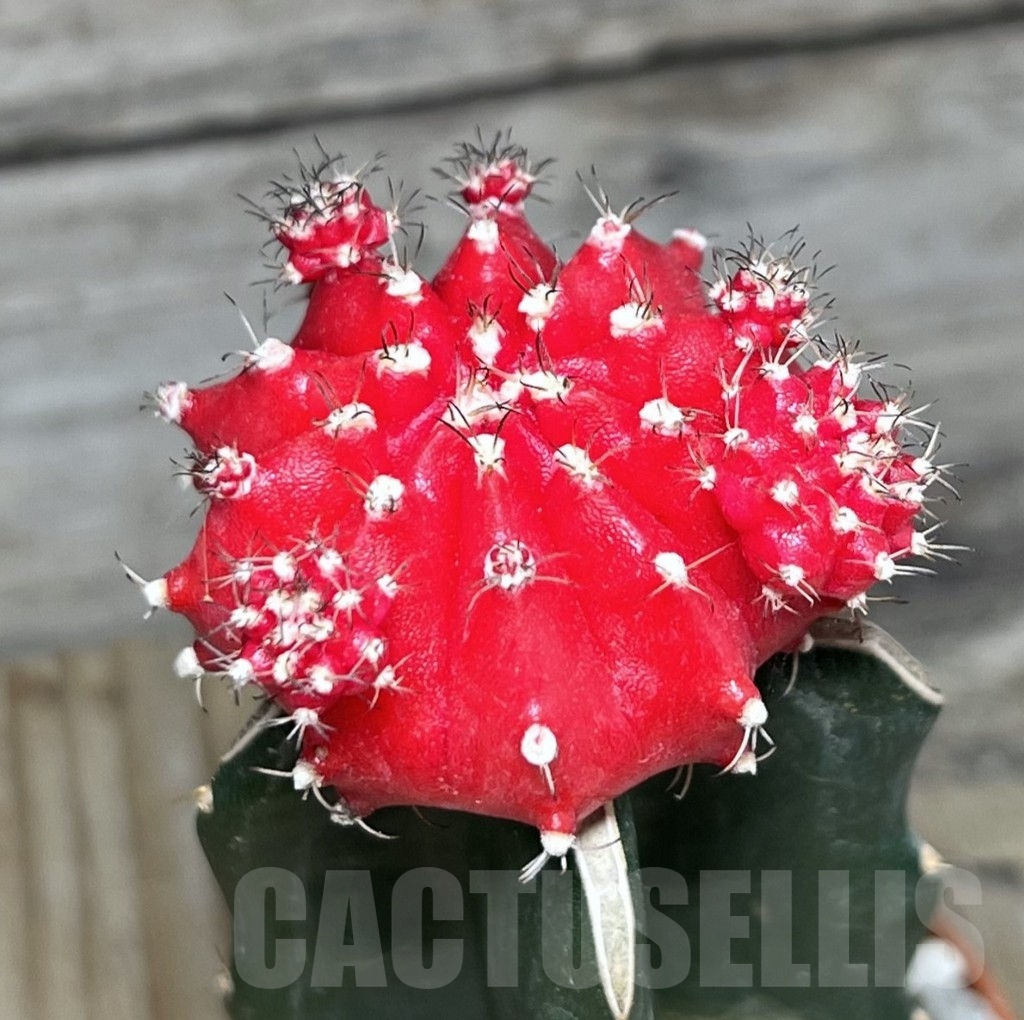 SL24114 Gymnocalycium mihanovichii red, grafted
