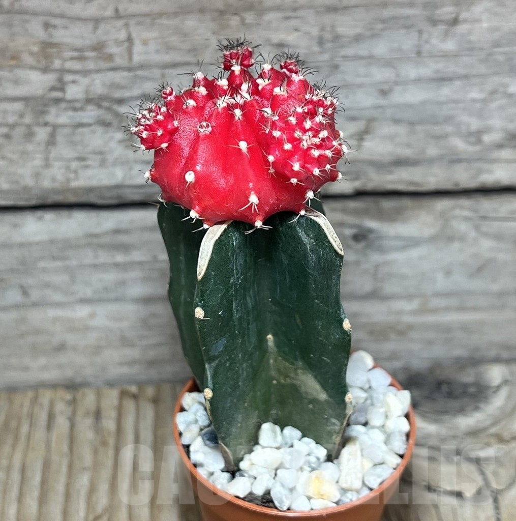 SL24114 Gymnocalycium mihanovichii red, grafted – Image 2