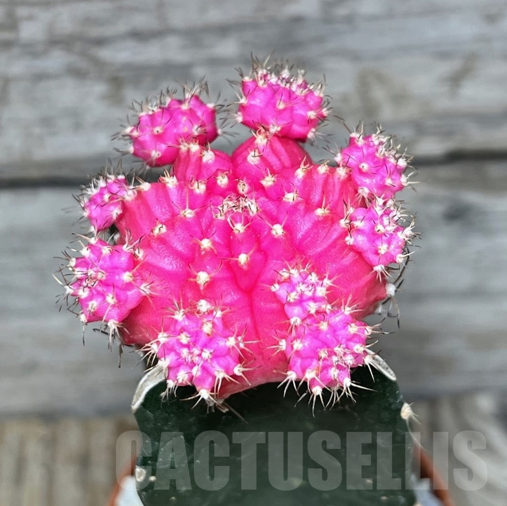 SL24115 Gymnocalycium mihanovichii pink, grafted