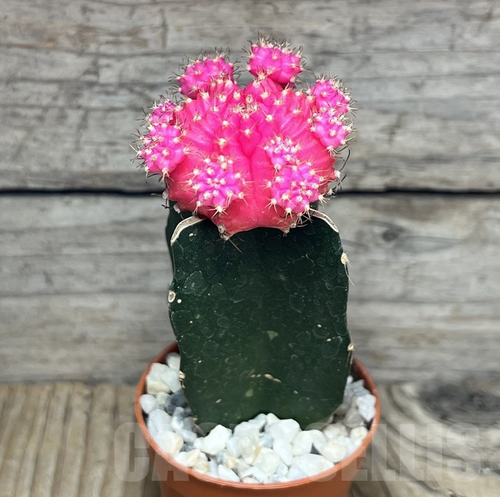 SL24115 Gymnocalycium mihanovichii pink, grafted – Image 2