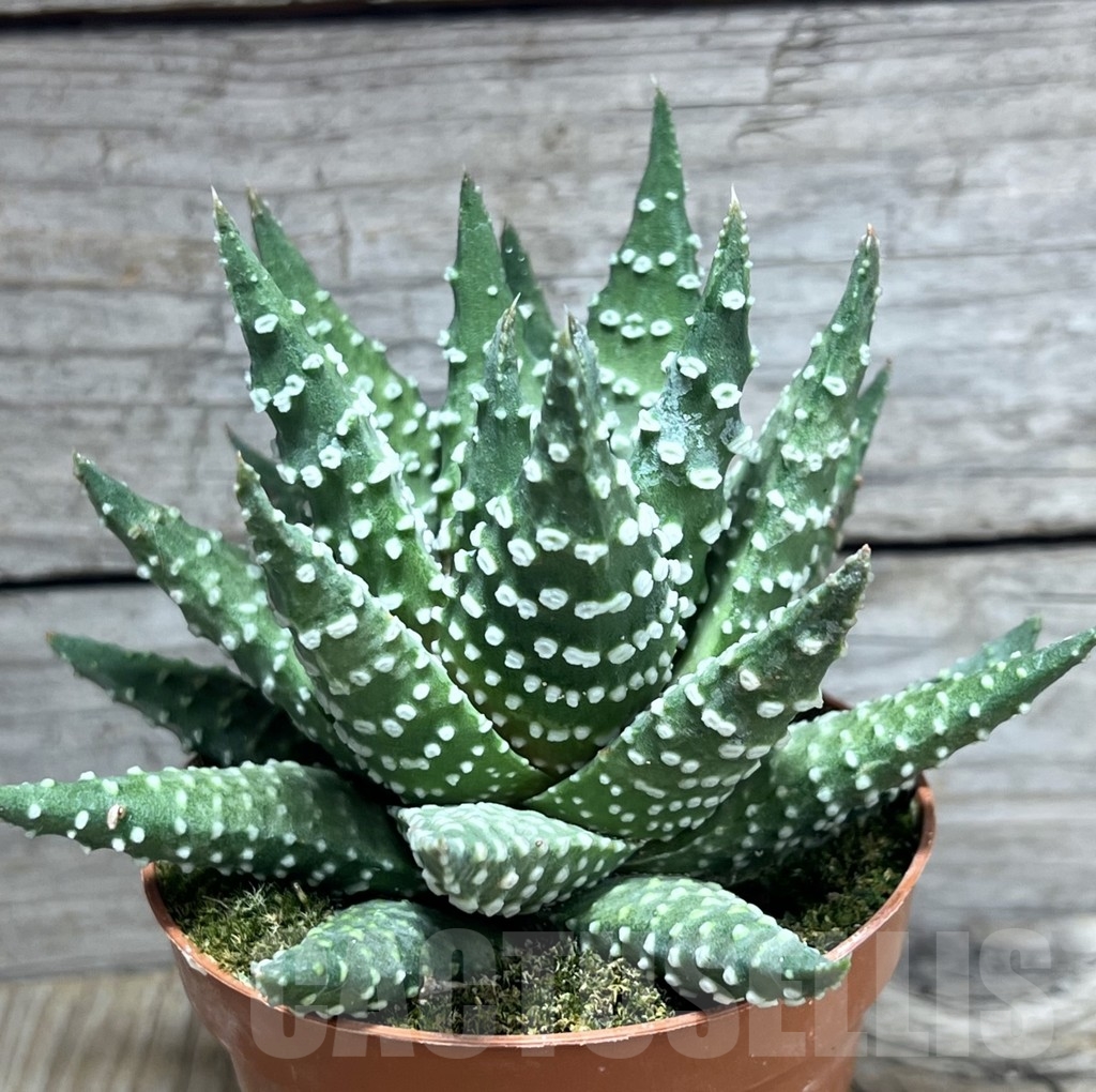 SHPR24117 Haworthia margaritifera