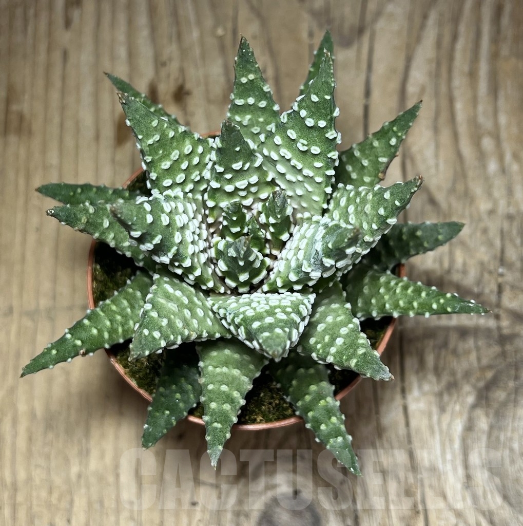 SHPR24117 Haworthia margaritifera - Image 2