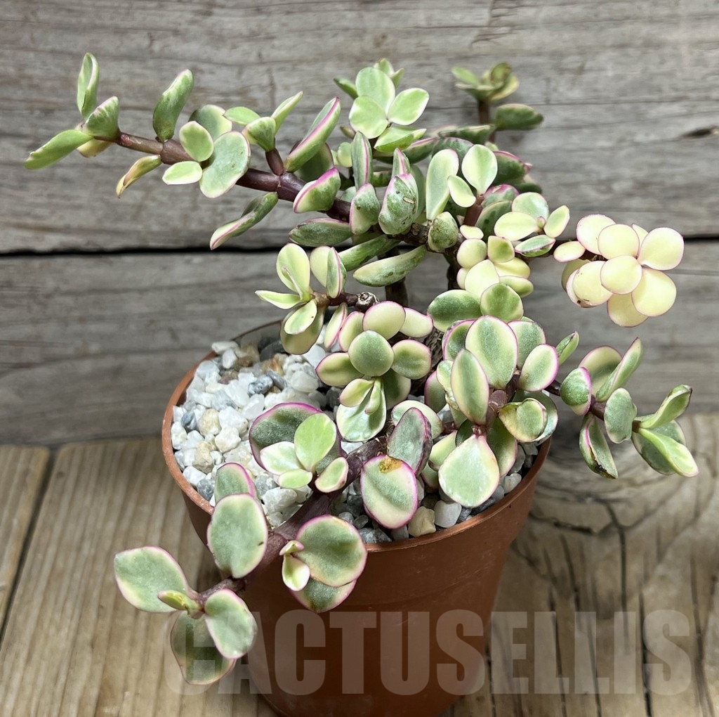 SHPR24118 Portulacaria afra v. tricolor