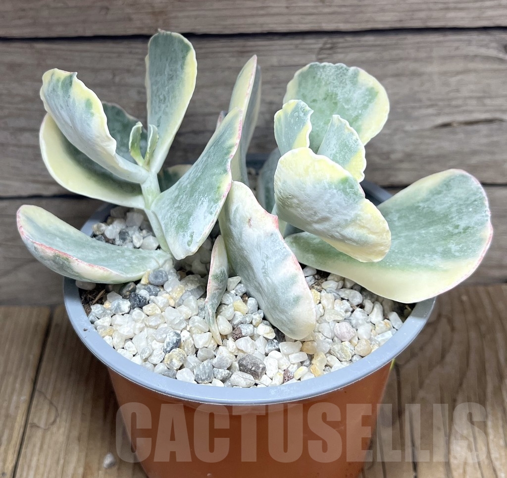 SHPR24119 Cotyledon orbiculata f. variegata - immagine 2