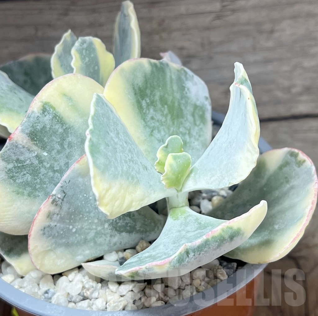 SHPR24119 Cotyledon orbiculata f. variegata