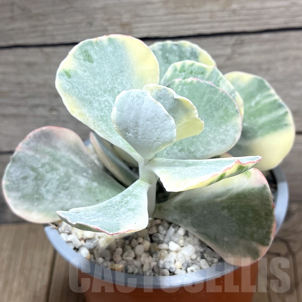 SL24120 Cotyledon orbiculata f. variegata