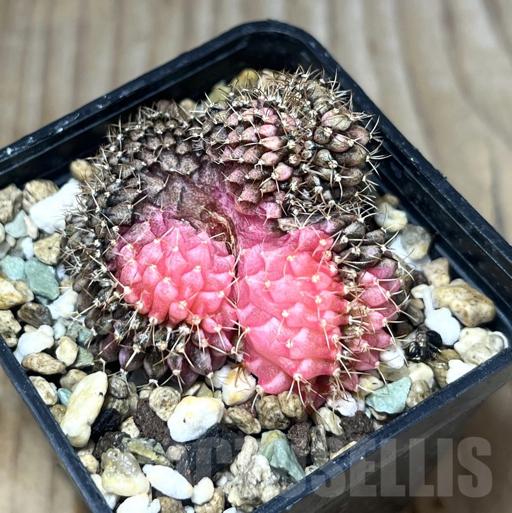 SHPR24318 Gymnocalycium mihanovichii f. variegata cristata