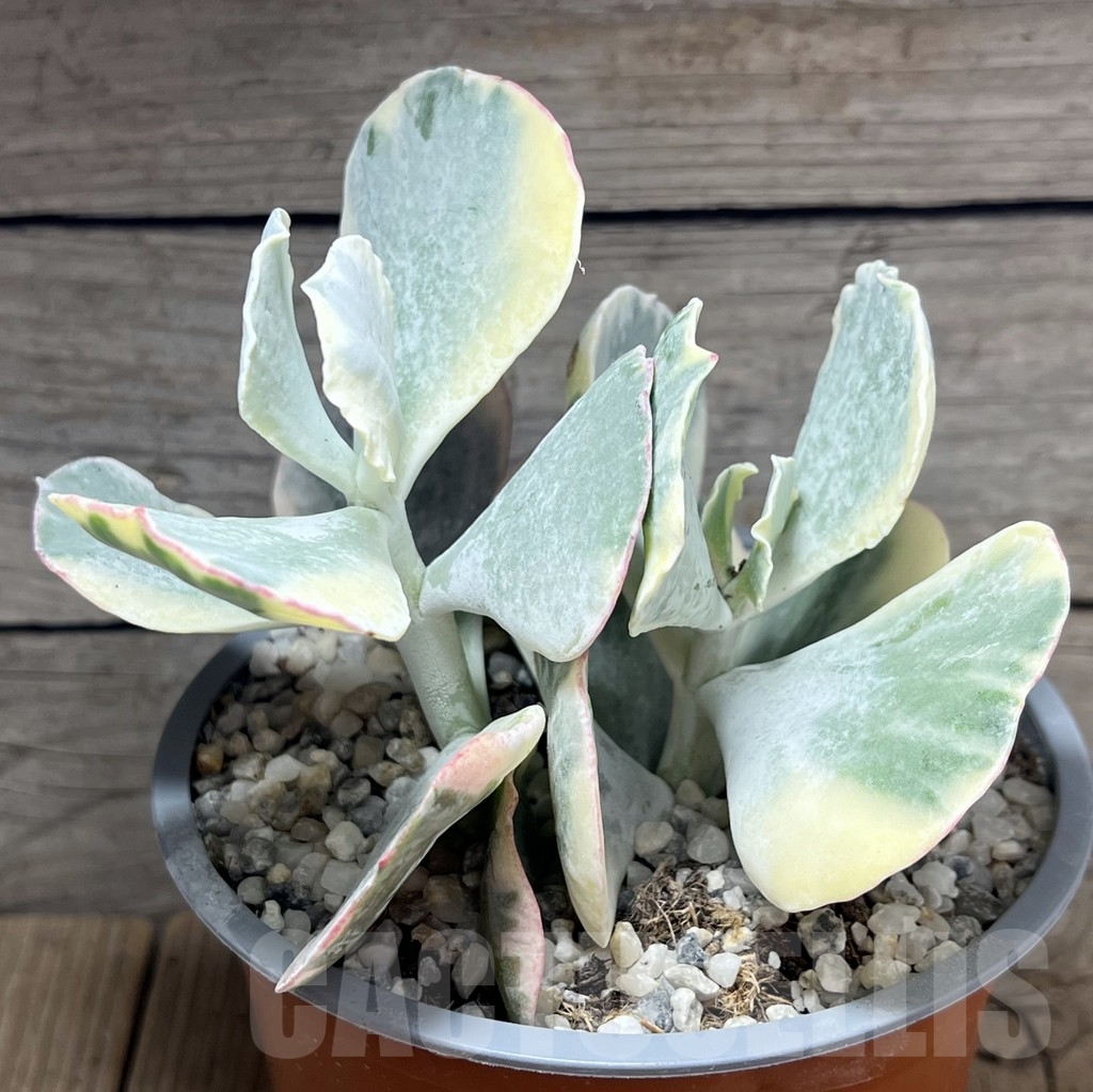 SL24120 Cotyledon orbiculata f. variegata - Image 2