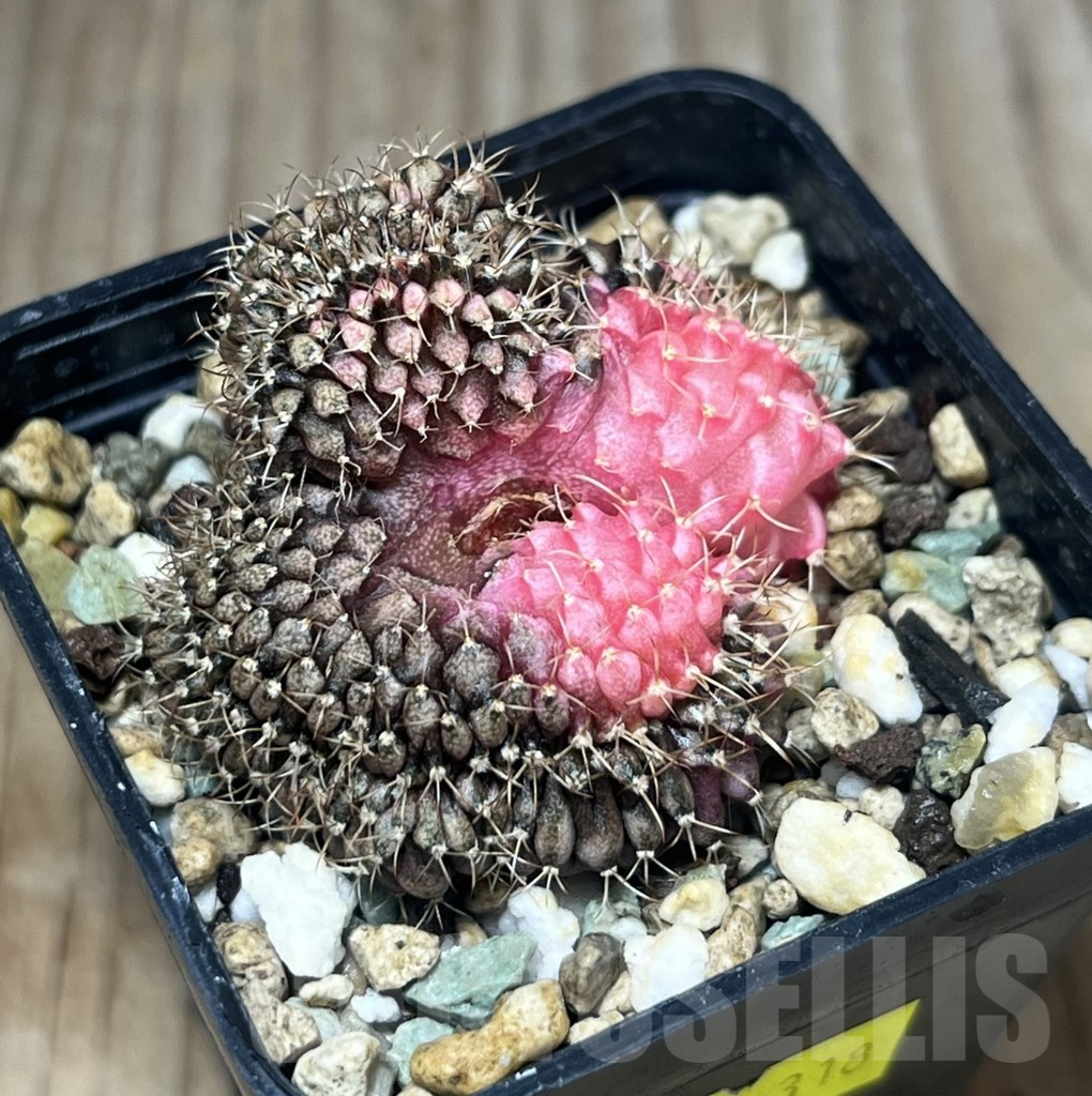 SHPR24318 Gymnocalycium mihanovichii f. variegata cristata - Obrázek 2