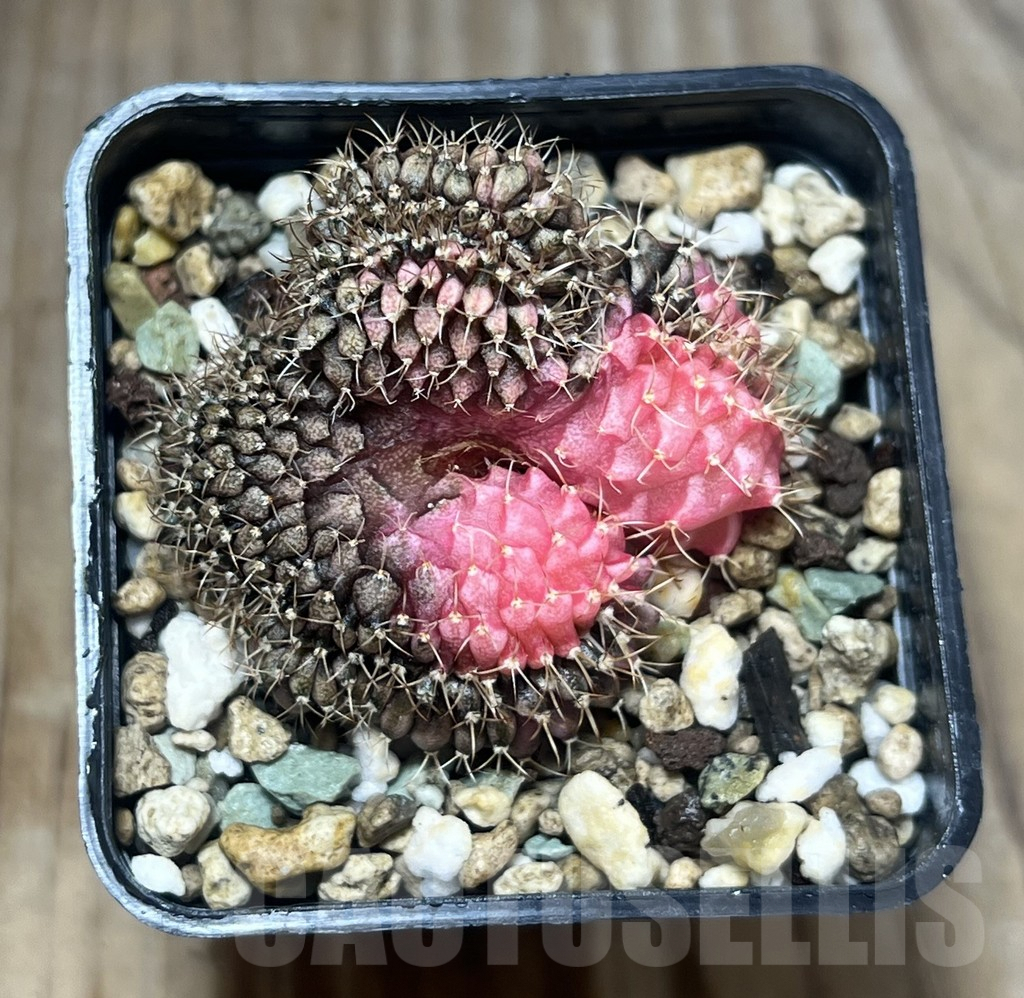 SHPR24318 Gymnocalycium mihanovichii f. variegata cristata - Obrázek 3
