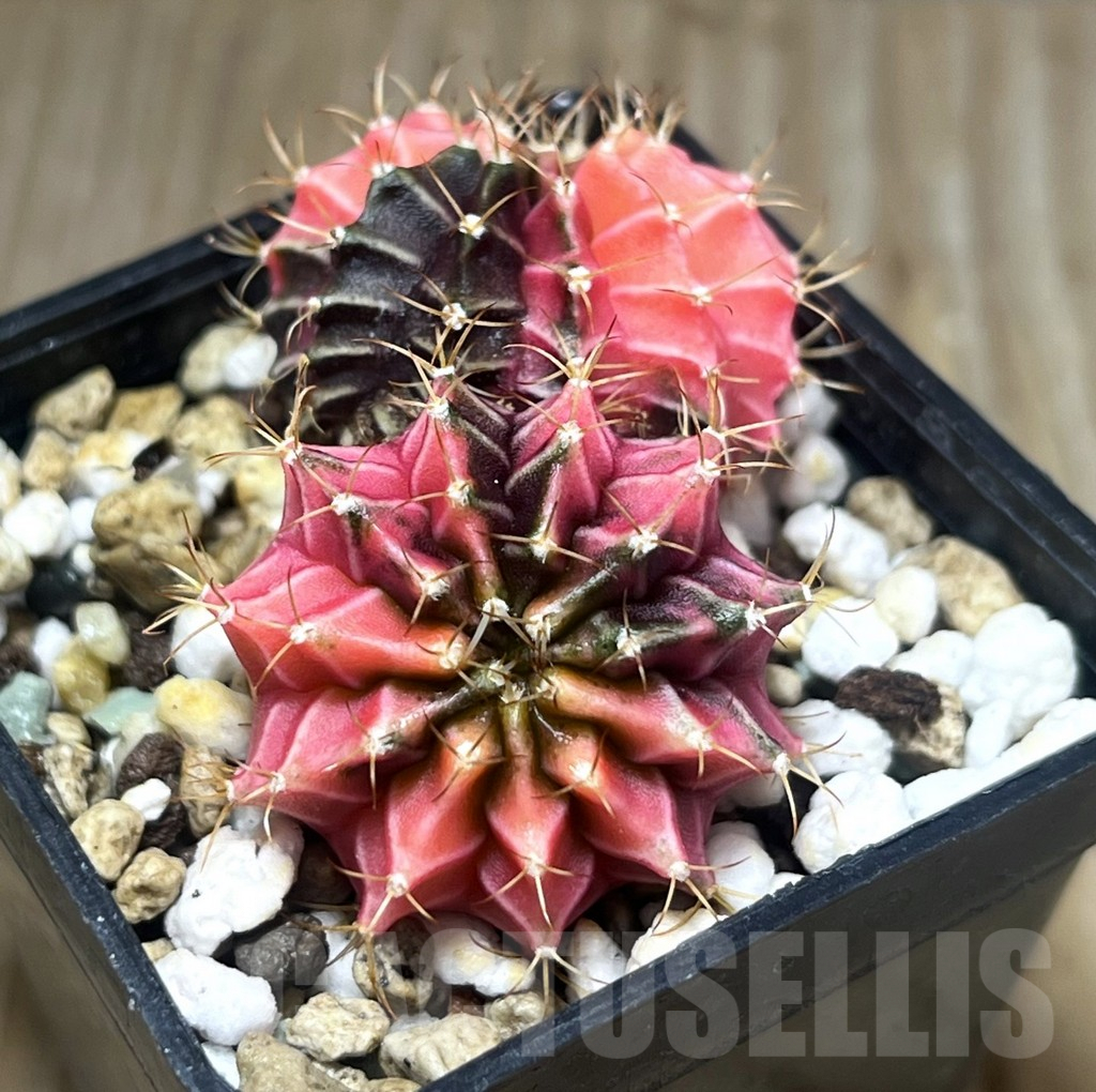 SHPR22306 Gymnocalycium mihanovichii f. variegata cristata - Image 2