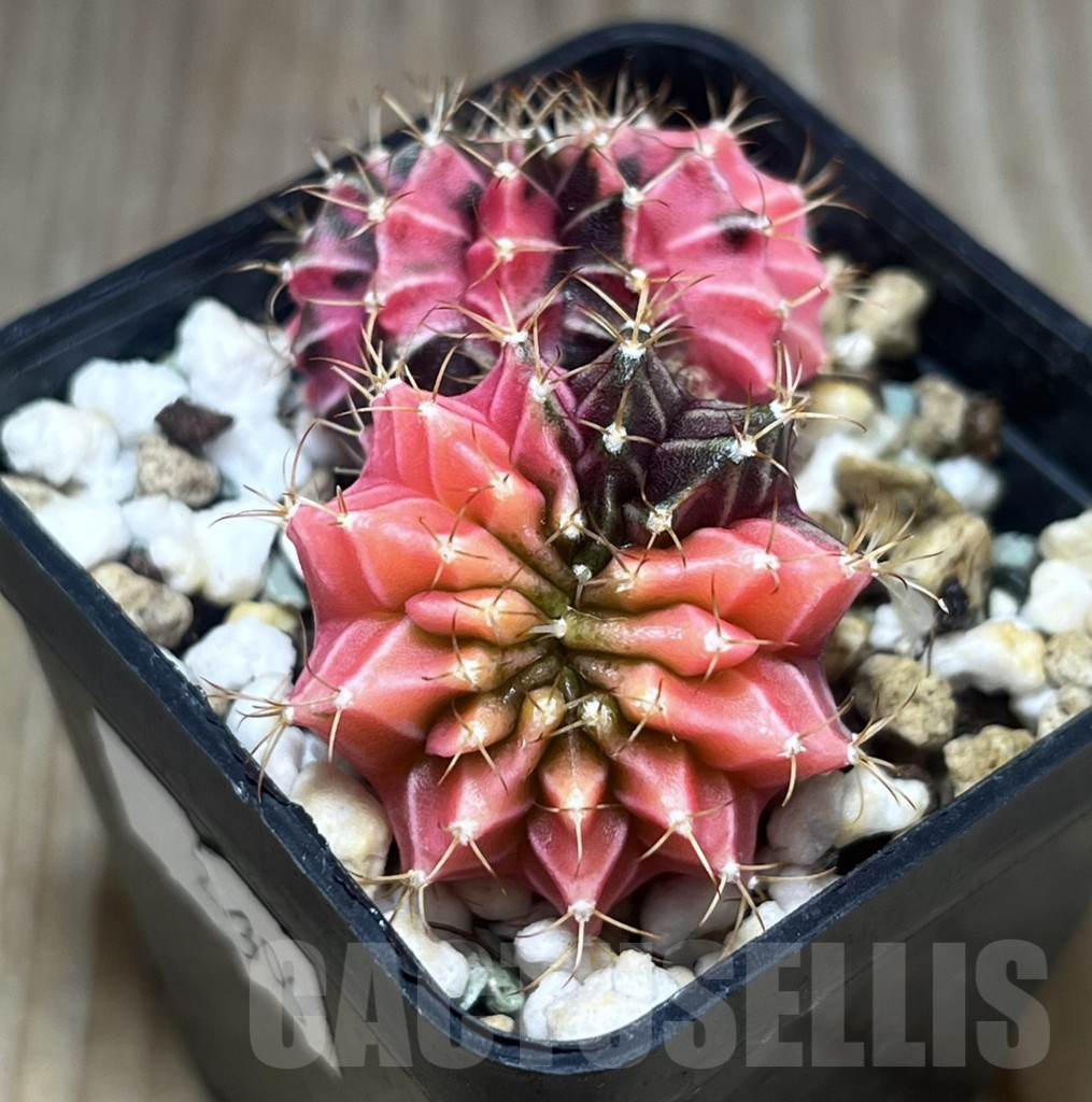 SHPR22306 Gymnocalycium mihanovichii f. variegata cristata