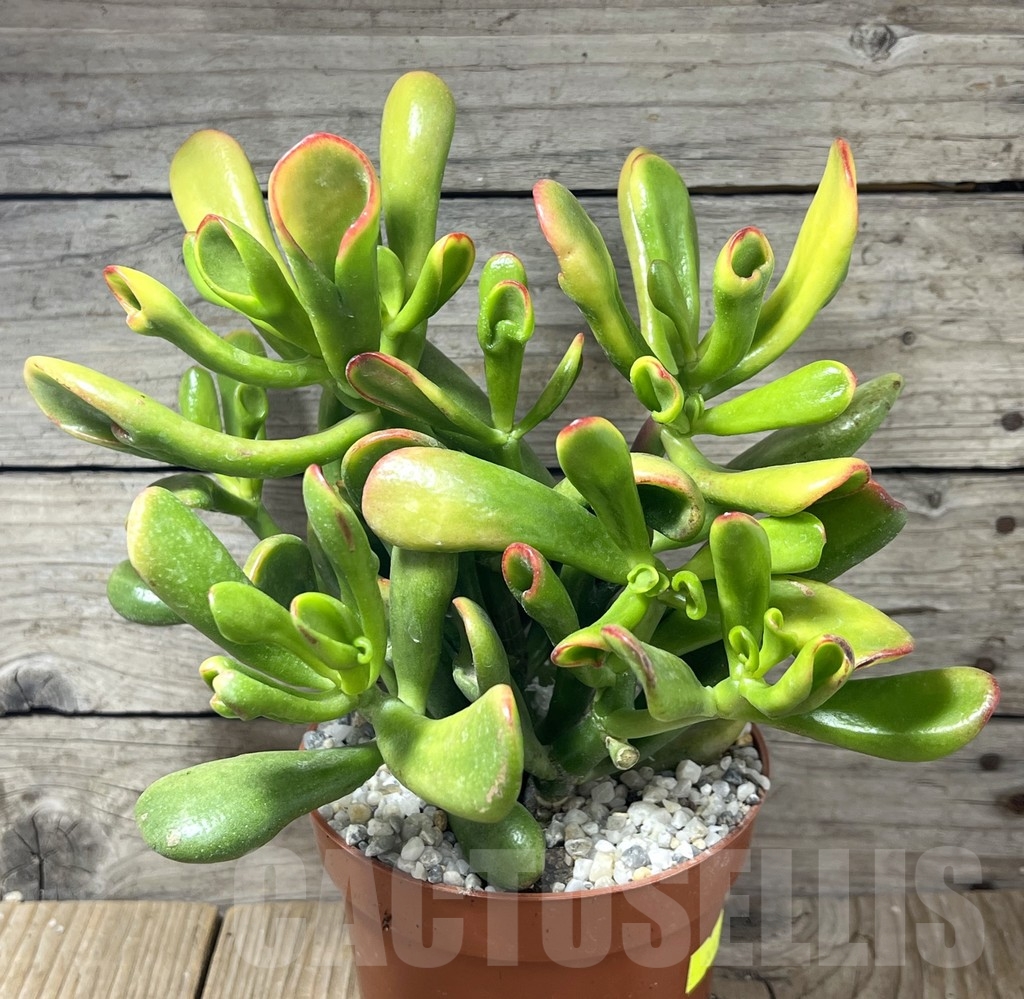 SHPR24121 Crassula ovata 'Hobbit Sunset'