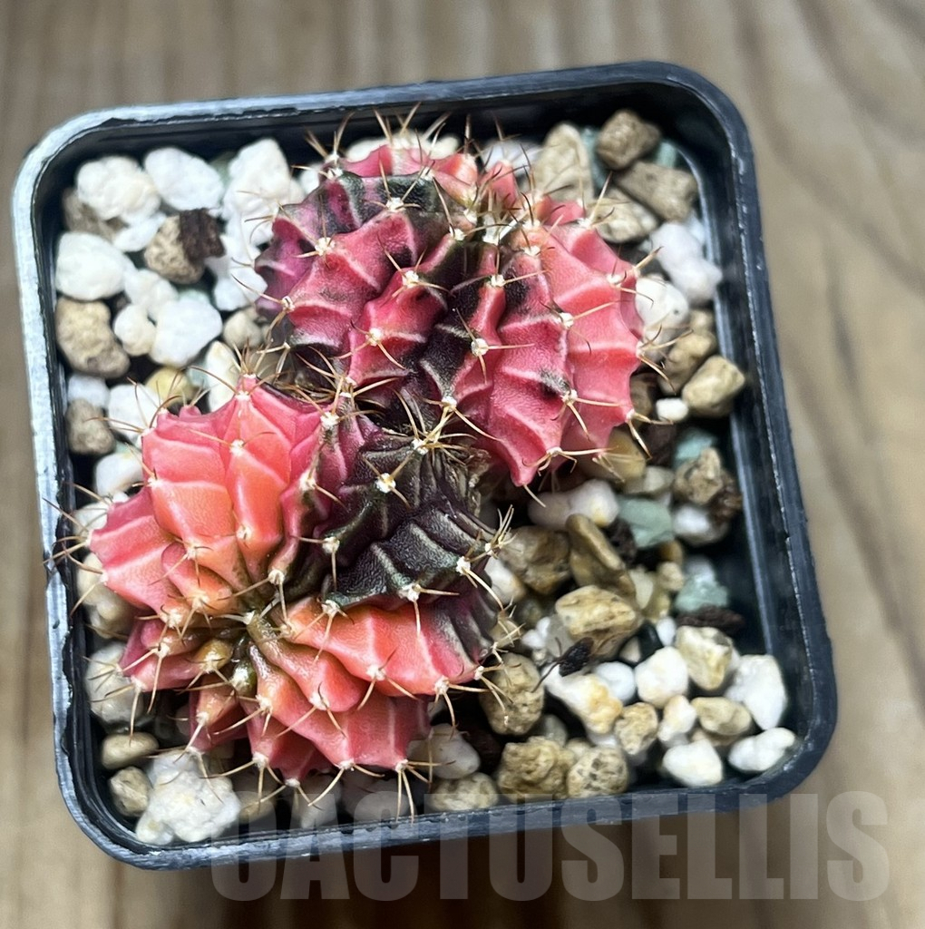 SHPR22306 Gymnocalycium mihanovichii f. variegata cristata - Image 4